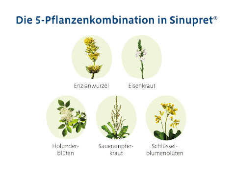 Die 5-Pflanzenkombination